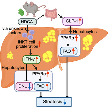 A Bile Acid Shows Potential for Reducing Liver Fat